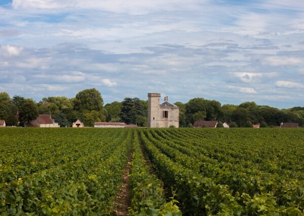 Quels trésors cachés se trouvent dans les vignobles chiliens ?