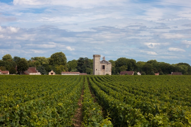 Quels trésors cachés se trouvent dans les vignobles chiliens ?