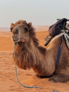 A camel rests peacefully in the sprawling desert, showcasing its majesty and the vast arid landscape.