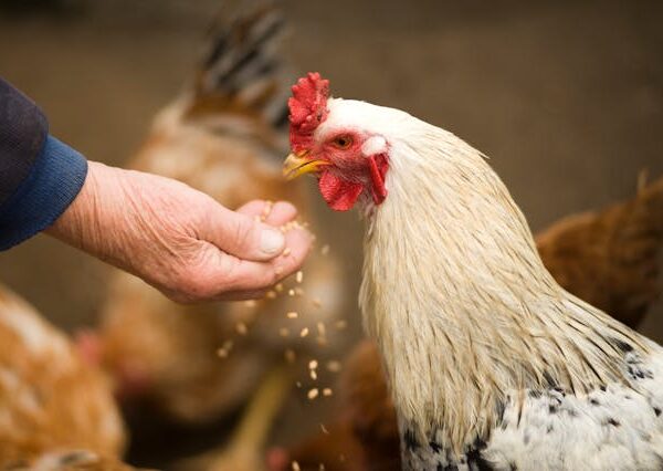 Les meilleures astuces et bons plans pour le soin et le bien-être de votre animal.