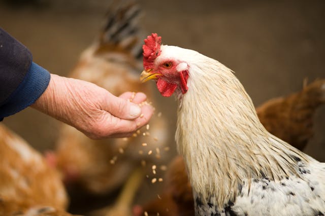 Les meilleures astuces et bons plans pour le soin et le bien-être de votre animal.